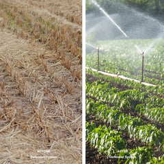 Side-by-side images of farmland: Left shows dry soil with stubble, right displays verdant crops thriving under an eco-friendly irrigation system, enhanced by the Defender Commercial RO System By US Water Systems, promoting sustainable water management.