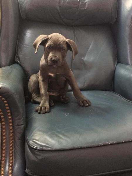 Water For Dogs - US Water Systems