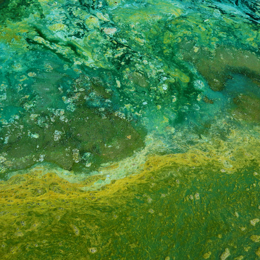 Addressing Toxic Cyanobacterial Blooms with Advanced Water Treatment Solutions