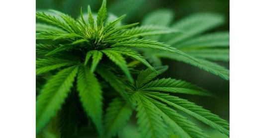 The Importance of Water Quality in Cannabis Growing - US Water Systems